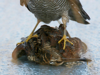 Sperwer & Houtsnip - Sparrow Hawk & Woodcock - Accipiter nisus & Scolopax rusticola