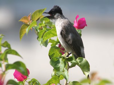 Roetkopbuulbuul - Sooty headed Bulbul - Pycnonotus auriquaster