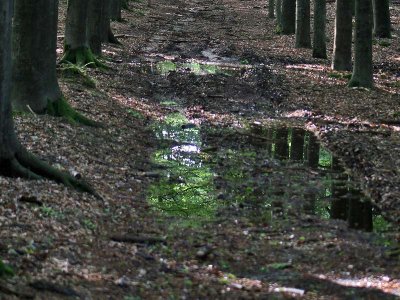 Doorn - Kaapse Bossen  - The Netherlands