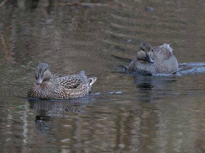 Krakeend - Gadwall - Anas strepera