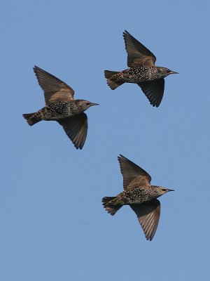 Spreeuw - Starling - Sturnus vulgaris
