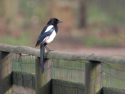 Ekster - Eurasian Magpie - Pica pica