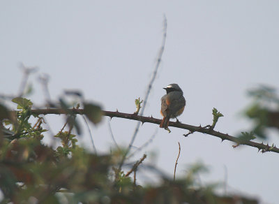 Gekraagde Roodstaart - Common Redstart  - Phoenicurus phoenicurus