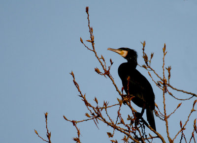 Aalscholver - Cormorant - Phalacrocorax carbo