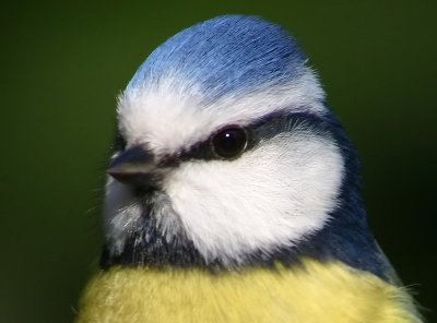Pimpelmees - Blue Tit - Parus caeruleus