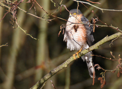 Sperwer  -  Sparrow Hawk - Accipiter nisus