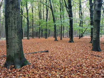 Doorn - Kaapse Bossen  - The Netherlands