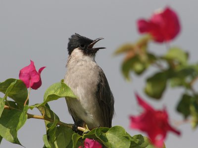 Roetkopbuulbuul - Sooty headed Bulbul - Pycnonotus auriquaster