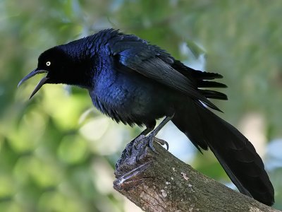 Great-tailed Grackle  - Langstaarttroepiaal - Quiscalus mexicanus