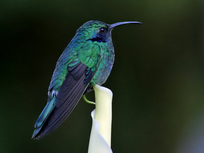 Green Violet-ear - Groene Violetoorkolibrie - Colibri thalassinus