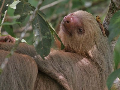 Sloth (two toed)  - Luiaard (twee tenige)