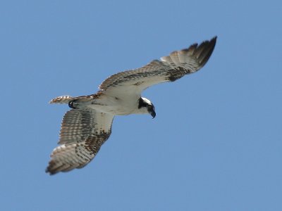 Osprey - Visarend - Pandion haliaetus