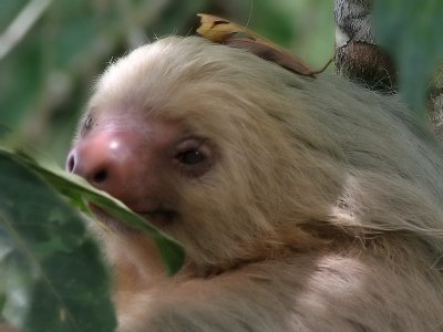 Smiling Sloth (two toed) / Lachende Luiaard (twee tenige)