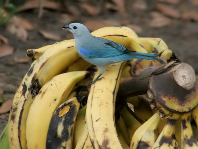 Blue gray Tanager - Thraupis episcopus -  Bisschops-tangare