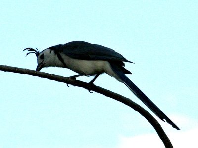 White throated Magpie Jay - Calocitta formosa - Collie-ekstergaai