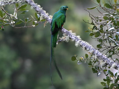 Resplendent Quetzal - Pharomachrus mocinno - Quetzal