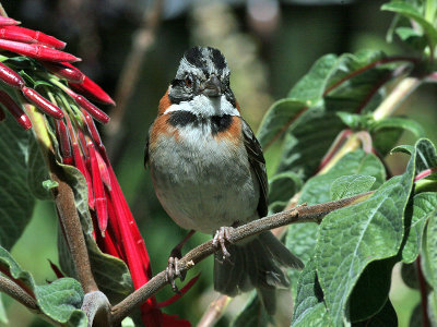 Rufous-collared Sparrow - Roodkraaggors - Zonotrichia capensis