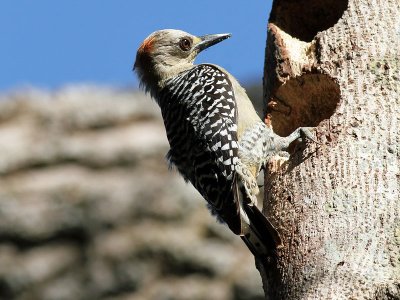 Red-crowned Woodpecker (female) - Melanerpes rubricapillus - Roodkruinspecht
