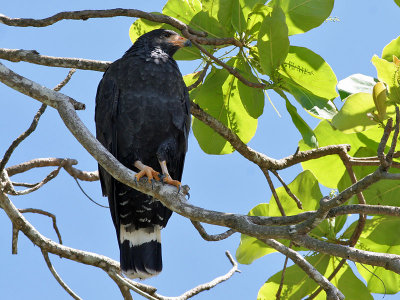 Mangrove Black Hawk - Buteogallus subtilis -  Pacifische Zwarte Buizerd