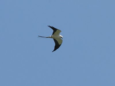 Swallow-tailed Kite - Zwaluuwstaartwouw - Elanoides forficatus 