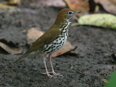 Wood Thrush - Hylocichla mustelina - Boslijster