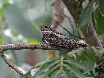 Lesser Nighthawk - Texas Nachtzwaluw - Chordeiles acutipennis