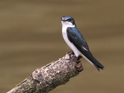Mangrove Swallow - Tachycineta albilinea - Mangrove Zwaluw