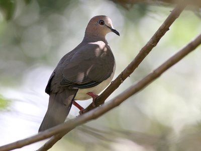 White-tipped Dove - Leptotila verreauxi - Verreaux-duif