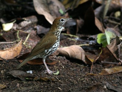 Wood Thrush - Hylocichla mustelina - Boslijster
