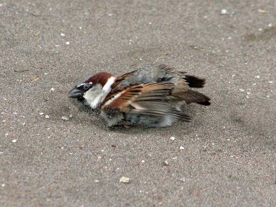 House Sparrow - Passer domesticus - Huismus