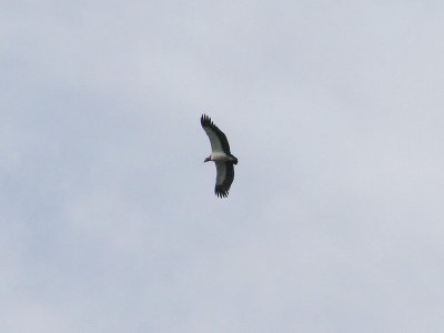 King Vulture - Sarcoramphus papa - Koningsgier
