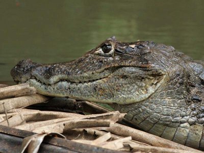 Alligator - Kaaiman