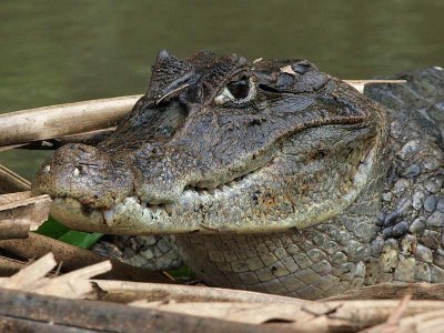 Caiman - Caiman crocodylus  - Kaaiman