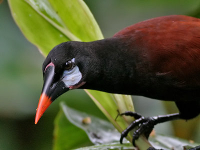 Montezuma Oropendola - Psarocolius montezuma - Geelstaart Montezuma