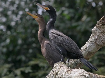 Neotropic Cormorant - Amerikaanse Aalscholver - Phalacrocorax brasilianus