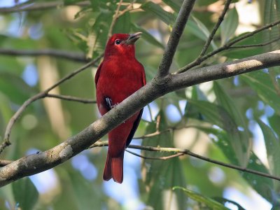 Summer Tanager - Piranga rubra - Zomer Tangare