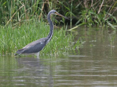 Tricolored Heron - Egretta tricolor - Witbuikreiger