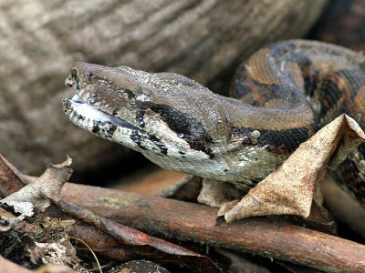 Boa Constrictor  