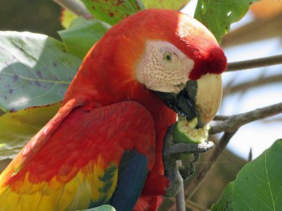 Scarlet Macaw - Ara macao - Geelvleugelara