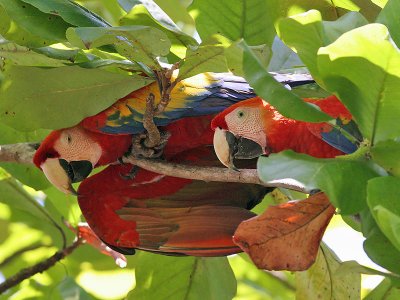 Scarlet Macaw - Ara macao - Geelvleugelara