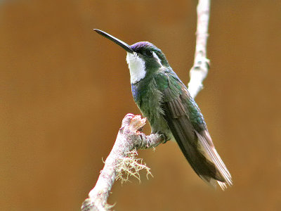 White-throated Mountain-gem - Roodbuik-juweelkolibrie - Lampornis castaneoventris