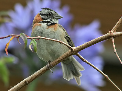 Rufous-collared Sparrow - Roodkraaggors - Zonotrichia capensis