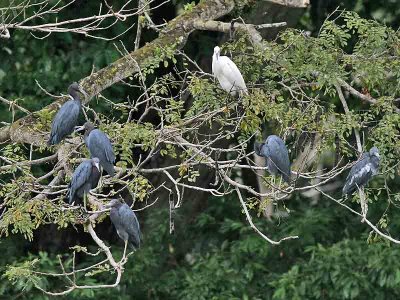 Little Blue Heron - Egretta caerulea - Kleine Blauwe Reiger