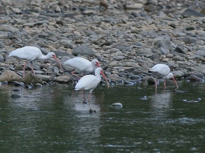 White Ibis - Witte Ibis - Eudocimus albus