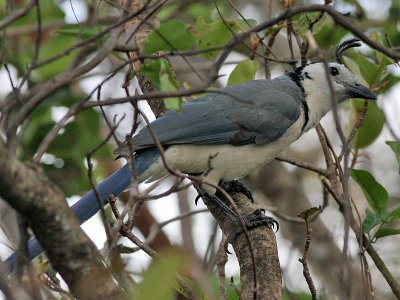 White throated Magpie Jay - Calocitta formosa - Collies Ekstergaai