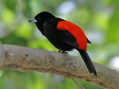 Passerinis Tanager - Roodrug-tangare - Ramphocelus passerinii