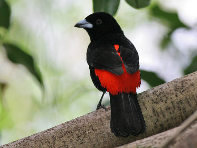 Passerini's Tanager - Roodrug-tangare - Ramphocelus passerinii