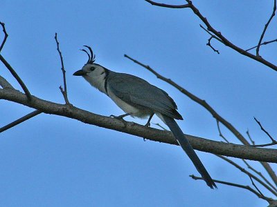 White throated Magpie Jay - Calocitta formosa - Collie-ekstergaai
