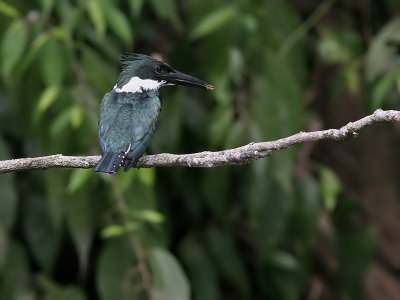 Amazon Kingfisher -Chloroceryle amazona - Amazone IJsvogel