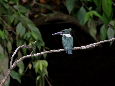 Amazon Kingfisher- Amazone IJsvogel - Chloroceryle amazona
